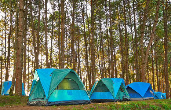 Camping and tents under the pine forest in sunset at Chiang Mai North of Thailand
