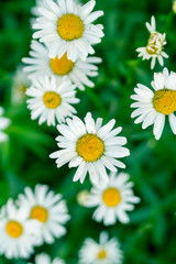 Daisies in the summer garden