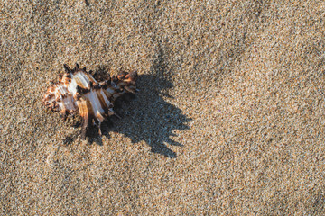Shells on the beach