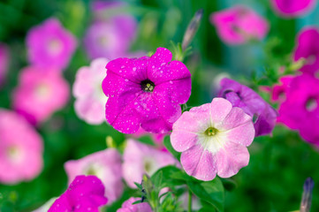 Pink petunias with water drops