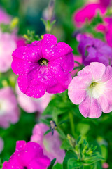 Pink petunias with water drops