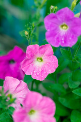 Fototapeta premium Pink petunias with water drops