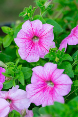 Pink petunias in the summer garden