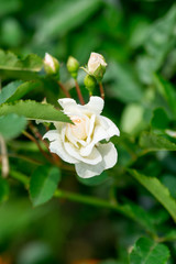 White rose in summer garden