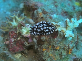Fototapeta na wymiar The amazing and mysterious underwater world of Indonesia, North Sulawesi, Manado, sea slug