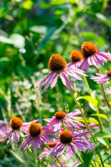 Echinacea flowers in the summer garden