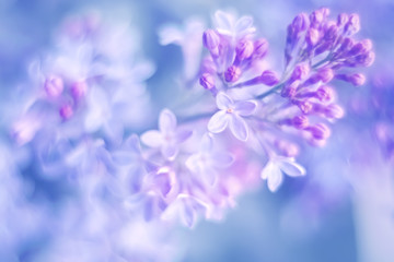 Fototapeta na wymiar Delicate blooming lilac flowers. Beautiful spring floral background. Selective soft focus.