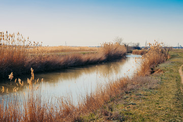 On the banks of the canal with water dry reeds.