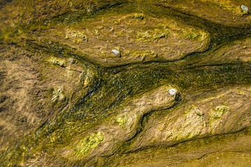 Rivulets of water flow along the silted bottom