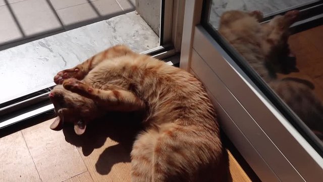 Gatto che si crogiola al sole sul balcone