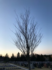 冬の空と木