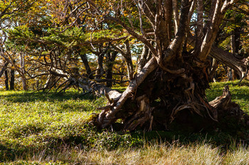 倒れた樹木の根の部分