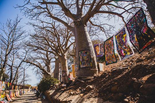 ILLE DE GOREE, SENEGAL, 11.2.2018: Typical art with pictures and blankets hanging from baobab trees on island of Goree. Local trying to make some money selling art.