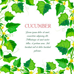 vector label or banner with cucumber plants, leaves. square cucumber composition with branches, green gherkins, yellow flowers and place for text. fresh vegetable frame. organic healthy food banner.