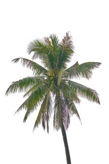 coconut tree isolate on white background