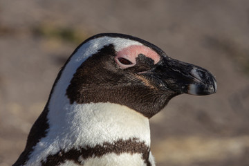 African Penguin at Betty's Bay, (Spehniscus demersus)