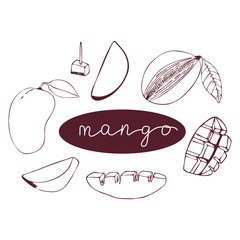 Set of hand drawn mango. Vector illustration.