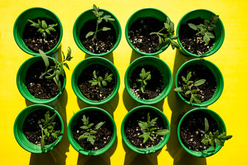 Gardening. Young plants of vegetables (tomato seedlings) in green pots with soil. ya yellow background. View from above