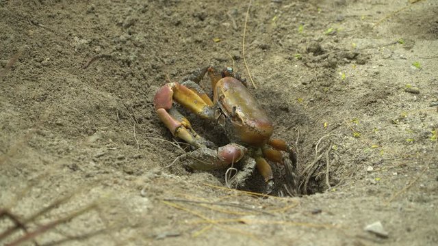 Land crab is hiding in a burrow.
