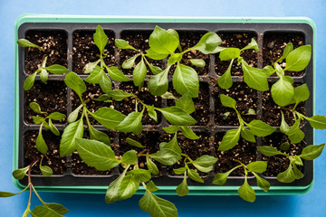 Gardening. Young plants of flower (dahlia seedlings) in pots with soil
