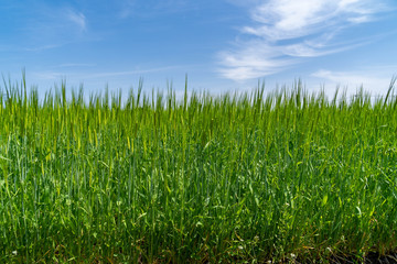 Ear of wheat are growing in rural area of Saga prefecture, JAPAN.