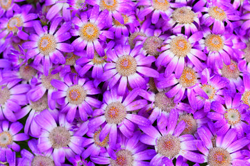 Purple cineraria flowers