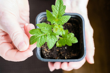 Young green tomato plant in the hands of a grandmother. Gardening