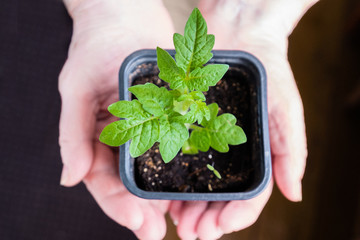 Young green tomato plant in the hands of a grandmother. Gardening