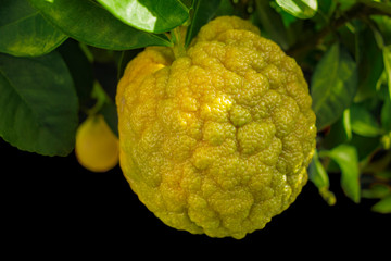 rough lemon fruit