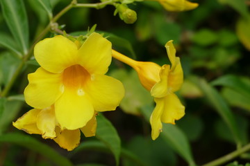 yellow flower with petal