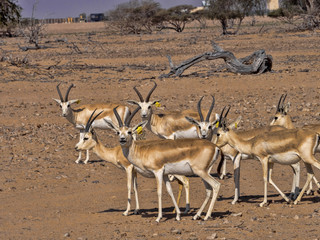 Naklejka na ściany i meble Small herd of Arabian sand gazelle, Gazella marica, Al Wusta Wildlife Reserve, Oman