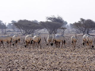 Breeding group Arabian Oryx, Oryx leucoryx, Al Wusta Wildlife Reserve, Oman