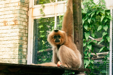 Sitting gibbon © M