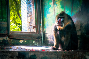 Sitting Mandrill