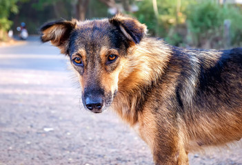 A young brown dog stands on the road. Close-up portrait of a dog.