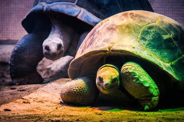 Turtles in colorful light - obrazy, fototapety, plakaty