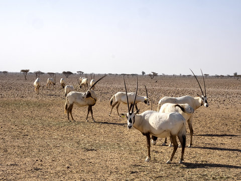 Breeding group Arabian Oryx, Oryx leucoryx, Al Wusta Wildlife Reserve, Oman