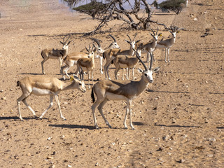 Small herd of Arabian sand gazelle, Gazella marica, Al Wusta Wildlife Reserve, Oman