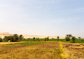 Fototapeta premium Field and trees near Luxor