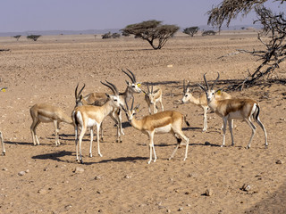 Small herd of Arabian sand gazelle, Gazella marica, Al Wusta Wildlife Reserve, Oman