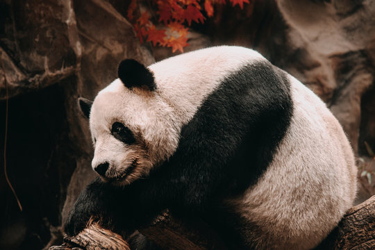 Chinese Panda" Images – Browse 140 Stock Photos, Vectors, and Video | Adobe  Stock