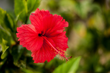 Red hibiscus flower on a green background in the tropical garden
