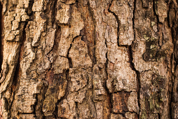 Close up tree bark texture as a wooden background - Powered by Adobe