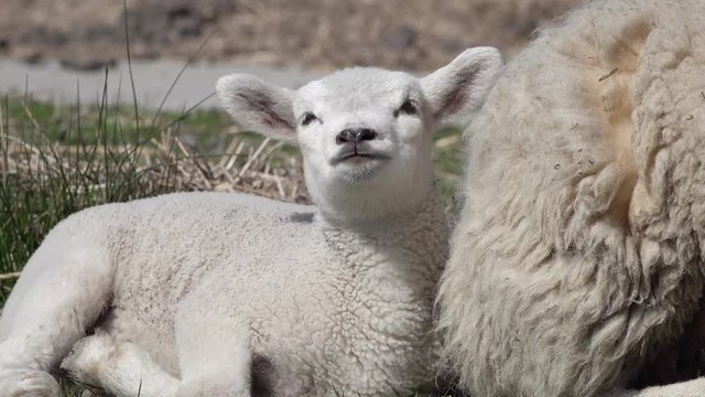 Cute lamb and ewe lying on meadow in springtime and looking