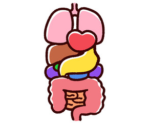 かわいい臓器　人体　健康