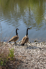 Zwei Kanadagänse stehen am Rand mit weißem Kies des Schwanenteich in Gießen