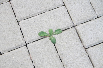 weeds grow between the paving stones