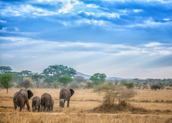 Elephant horde walking through the serengeti