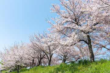 青空の桜並木（岐阜県・大垣市）