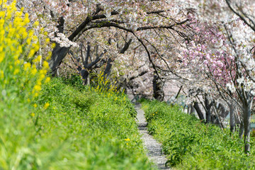 春の小径（岐阜県・大垣市）
